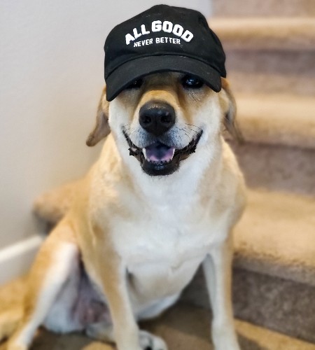 Tan colored dog, Sadie, smiling while wearing a black baseball cap that reads "all good"
